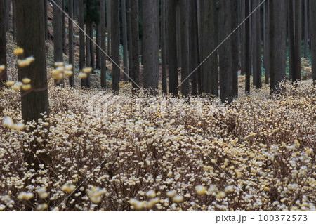 京都府綾部老富地区のミツマタの群生を撮影 100372573