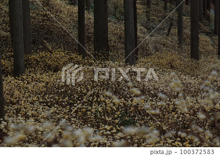 京都府綾部老富地区のミツマタの群生を撮影 100372583