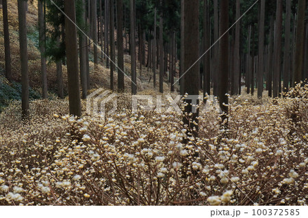 京都府綾部老富地区のミツマタの群生を撮影 京都府綾部老富地区のミツマタの群生を撮影 100372585