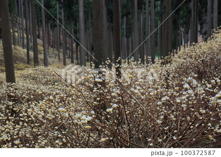 京都府綾部老富地区のミツマタの群生を撮影 100372587