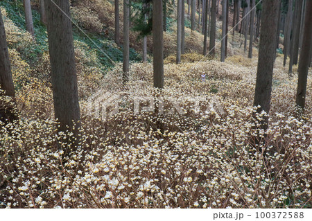京都府綾部老富地区のミツマタの群生を撮影 100372588