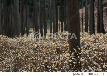 京都府綾部老富地区のミツマタの群生を撮影 100372594