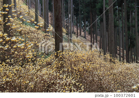 京都府綾部老富地区のミツマタの群生を撮影 100372601