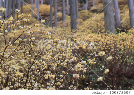 京都府綾部老富地区のミツマタの群生を撮影 100372607