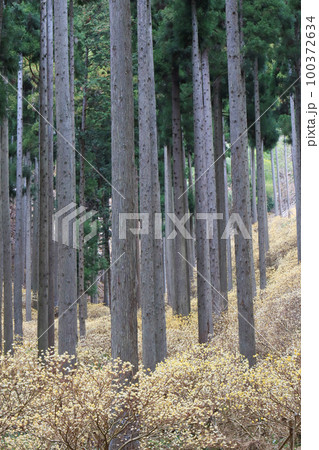 京都府綾部老富地区のミツマタの群生を撮影 100372634