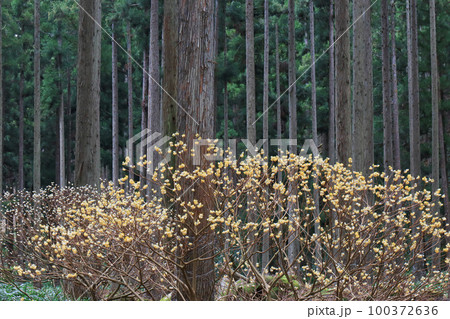 京都府綾部老富地区のミツマタの群生を撮影 京都府綾部老富地区のミツマタの群生を撮影 100372636