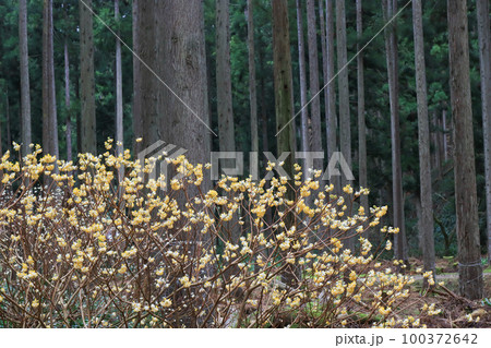 京都府綾部老富地区のミツマタの群生を撮影 100372642