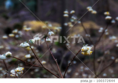 京都府綾部老富地区のミツマタの群生を撮影 100372644