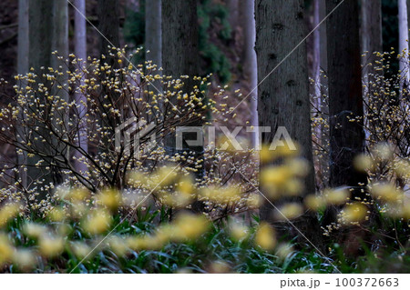 京都府綾部老富地区のミツマタの群生を撮影 100372663