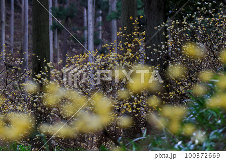 京都府綾部老富地区のミツマタの群生を撮影 100372669