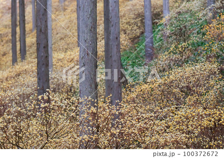 京都府綾部老富地区のミツマタの群生を撮影 100372672