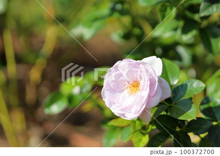 バラの花 ブルーバユー バラの花 ブルーバユー 100372700