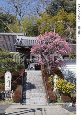 岡山県津山市城東にある「千光寺」:紅梅が満開の頃 岡山県津山市城東にある「千光寺」:紅梅が満開の頃 100372734