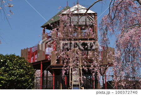 スナップフォト：アンデルセン公園の春　桜の花とワンパク城の滑り台 100372740
