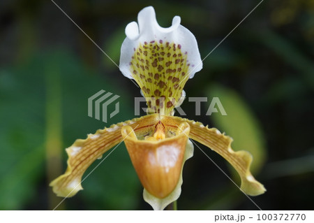 パフィオペディルム・インシグネ Paphiopedilum insigne　パフィオペディルムの原種 100372770
