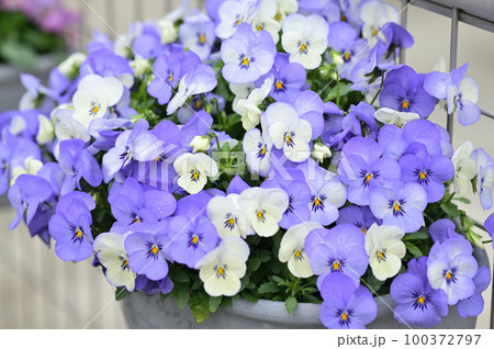白色と紫色のパンジー 100372797