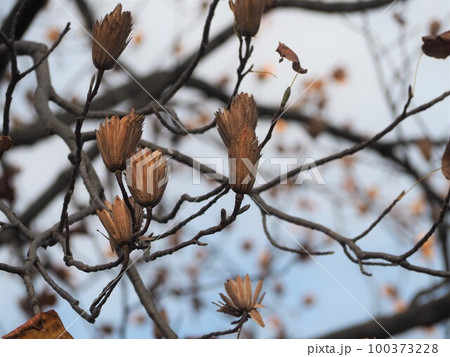 ユリノキ　果実① 100373228