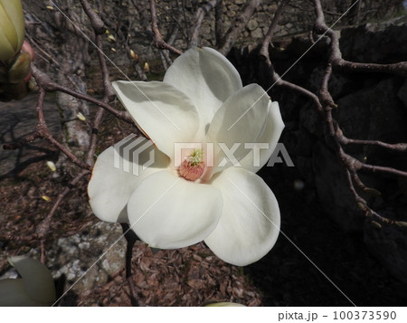 ハクモクレンの雄しべ・雌しべ 100373590