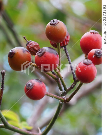 ノイバラの果実　学名: Rosa multiflora 100373593