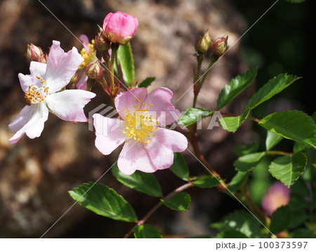 ノイバラの花 学名: Rosa multiflora ノイバラの花 学名: Rosa multiflora 100373597