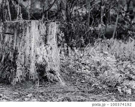 Grayscale cut down rotten tree stump in forest 100374192
