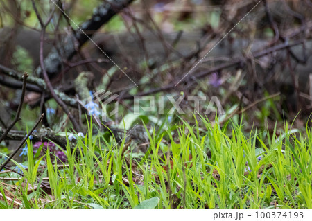 Green vivid grass in spring forest close-up 100374193