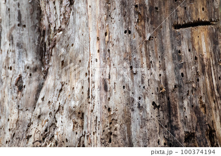 Old tree trunk with holes. Woods close-up detail 100374194