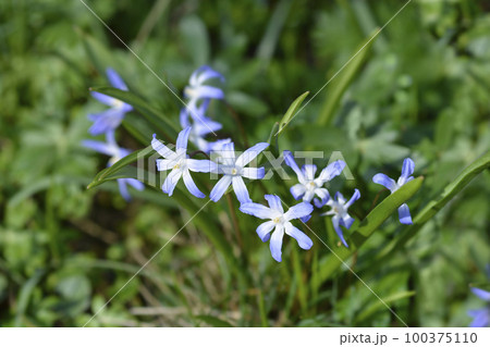 Boissiers glory of the snow 100375110