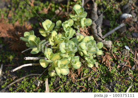 Gold-Striped Stonecrop 100375111