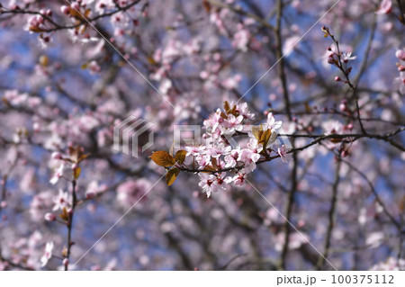 Black Cherry Plum 100375112