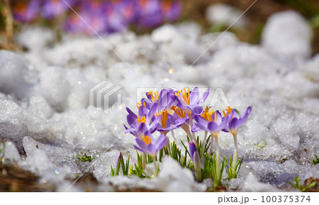 Close up spring crocus flower in the melting snow in the sun 100375374