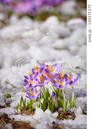 Close up spring crocus flower in the melting snow in the sun 100375375
