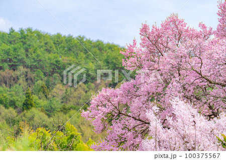【桜素材】南信州・上ノ平城跡の一本桜の桜吹雪【長野県】 100375567