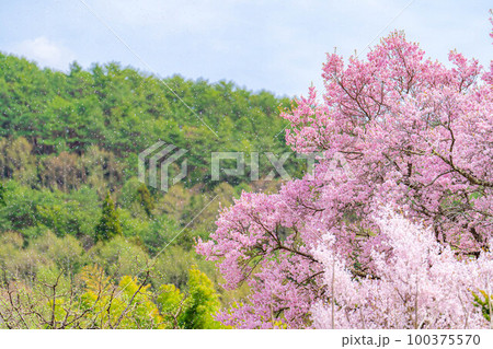 【桜素材】南信州・上ノ平城跡の一本桜の桜吹雪【長野県】 100375570