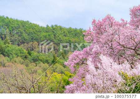【桜素材】南信州・上ノ平城跡の一本桜の桜吹雪【長野県】 【桜素材】南信州・上ノ平城跡の一本桜の桜吹雪【長野県】 100375577