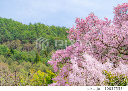 【桜素材】南信州・上ノ平城跡の一本桜の桜吹雪【長野県】 100375584