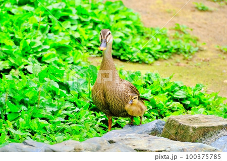 カルガモの親子　(北海道旭川市 旭山動物園 ととりの村) 100375785