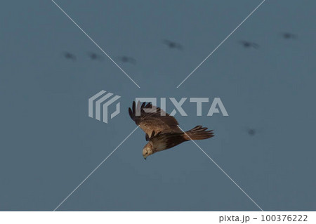 チュウヒ 100376222