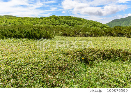 知床 羅臼湖トレッキングコースを行く 100376599