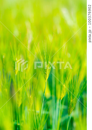 【新緑素材】初夏の青麦畑【長野県】 【新緑素材】初夏の青麦畑【長野県】 100376902