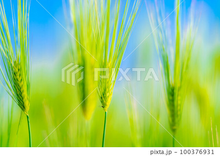 【新緑素材】初夏の青麦畑【長野県】 100376931