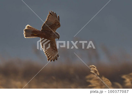 チュウヒ チュウヒ 100377087