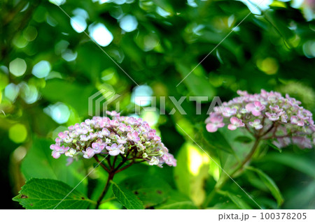 近所のあじさい 100378205