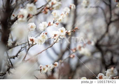 梅の花　開花 100378421