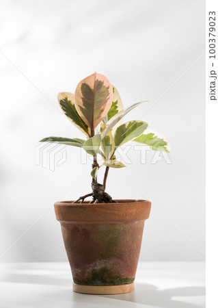 Indian rubber plant 100379023