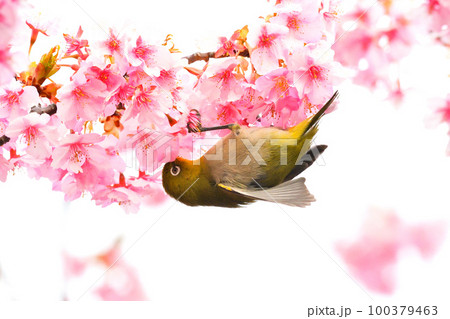メジロと河津桜 100379463