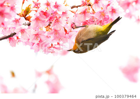 メジロと河津桜 100379464