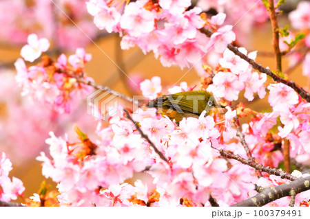 メジロと河津桜 100379491