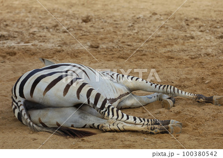 The burchell zebra is eatting in farm at thailand 100380542