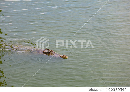 Close up big head crocodile is show head in river 100380543